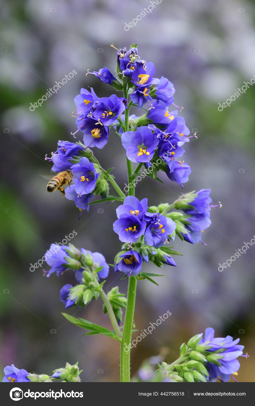 Stockfoto'S Van Jacobs Ladder, Rechtenvrije Afbeeldingen Van Jacobs Ladder | Depositphotos