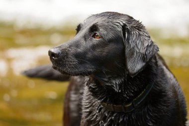 Nehirde duran ıslak siyah bir Labrador portresi