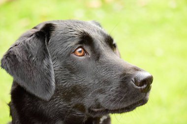 Siyah şirin bir Labrador 'un kafasından.