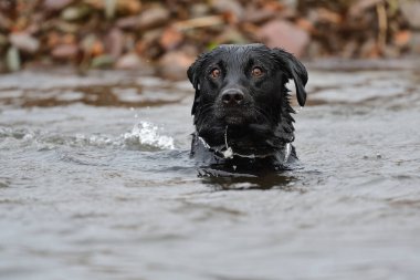 Suda yüzen siyah bir Labrador 'un kafasından.