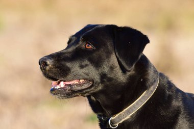 Siyah Labrador av köpeğinin kafasından.