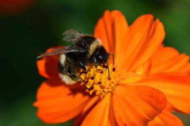 Macro shot of a bumble bee pollinating an orange coreopsis flower clipart