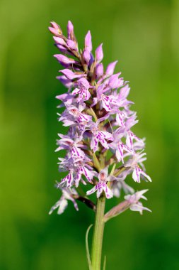 Benekli bir orkideye (dactylorhiza) çiçek açarken yakın plan