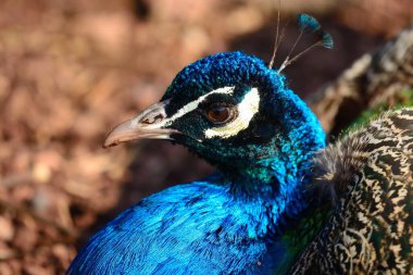 Mavi bir tavus kuşunun (pavo cristatus)