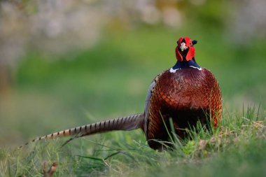 Çayırdaki boyunlu sülün portresi.