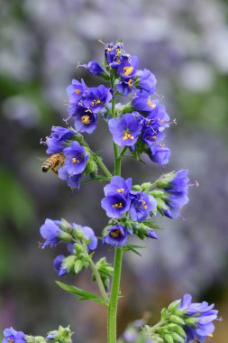 Polemonyum kaeruleum çiçeğinin (Jacobs merdiveni) çiçek açarken kapat