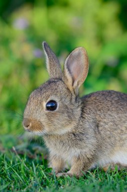 Otlakta oturan yavru bir tavşanın portresi.
