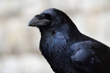 Yaygın bir kuzgunun portresi (corvus corax)