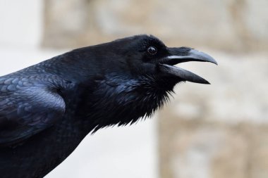 Ciyaklayan bir kuzgunun kafasından vurulması (corvus corax)