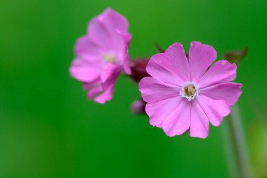 Kırmızı bir campion (Silene doica) çiçeğinin makro görüntüsü