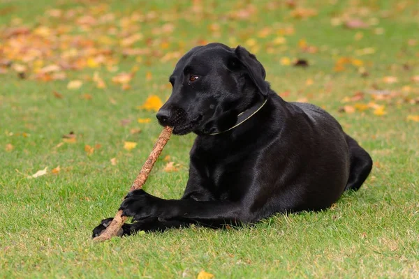 Retrato Joven Labrador Negro Jugando Con Palo Jardín —  Fotos de Stock