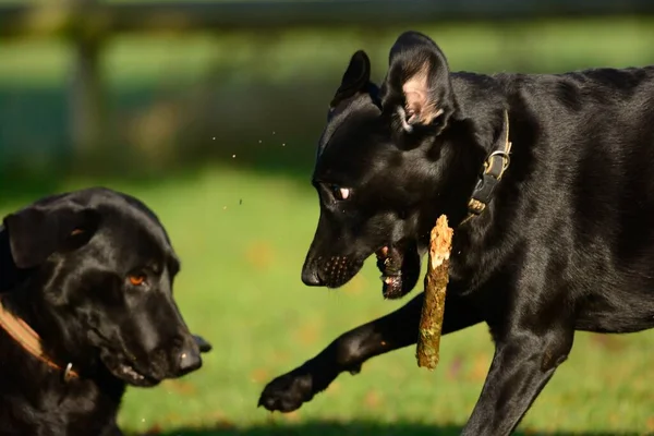 Två Svarta Labradorer Leker Med Pinne Trädgården — Stockfoto