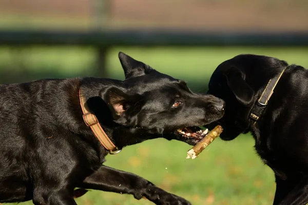 Két Fekete Labrador Játszik Egy Bottal Kertben — Stock Fotó