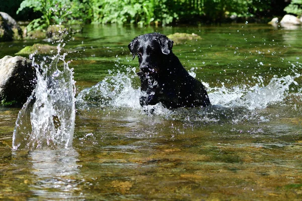 Black Labrador Springer Efter Sten Flod — Stockfoto