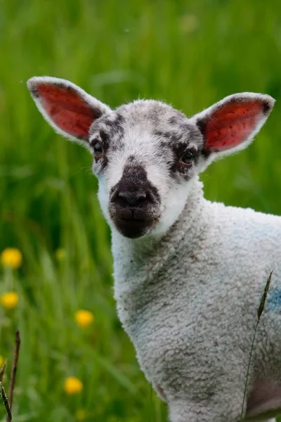 Close Van Een Lam Staande Een Grasveld — Stockfoto