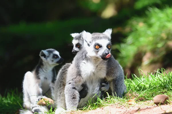 Close Ring Tailed Lemur Lemur Catta Two Babies — Stock Photo, Image