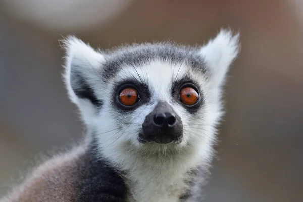 Выстрел Голову Кольца Хвостатого Лемура Lemur Catta — стоковое фото