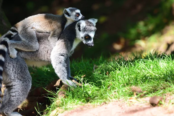 Primer Plano Lémur Cola Anillada Lemur Catta Con Lémur Bebé — Foto de Stock