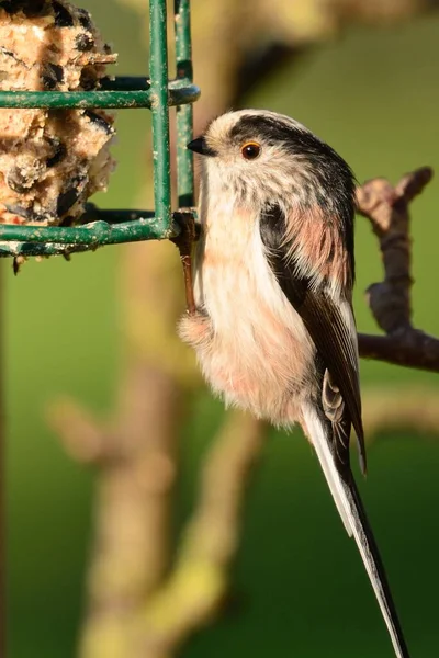 Retrato Uma Mama Cauda Longa Aegithalos Caudatus Alimentando Alimentador Aves — Fotografia de Stock