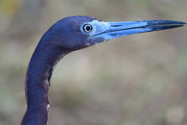 Pukulan Kepala Dari Heron Biru Kecil — Stok Foto