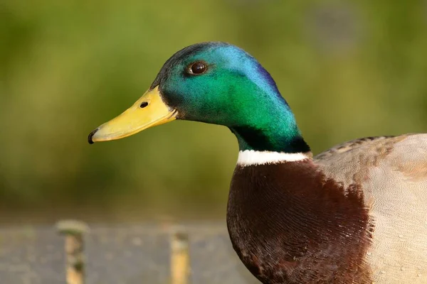 Nahaufnahme Porträt Einer Stockente — Stockfoto