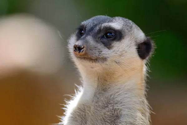 Close Headshot Meerkat — Fotografia de Stock