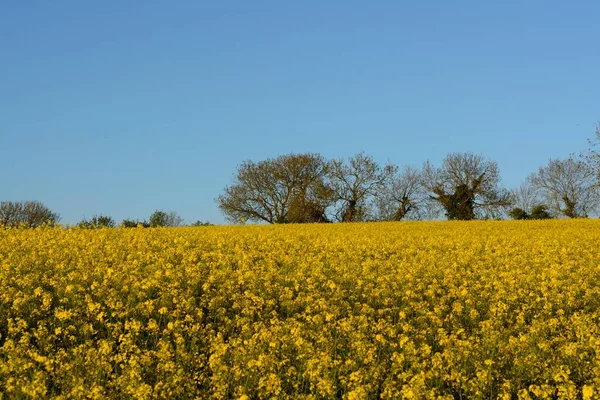 Szenische Ansicht Eines Blühenden Rapsfeldes — Stockfoto