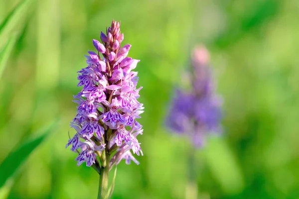 Closeup Common Spotted Orchid Dactylorhiza Bloom — Stock Photo, Image