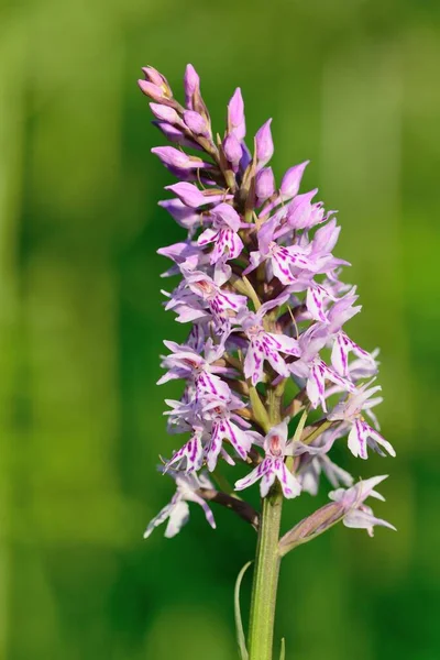 Closeup Common Spotted Orchid Dactylorhiza Bloom — Stock Photo, Image