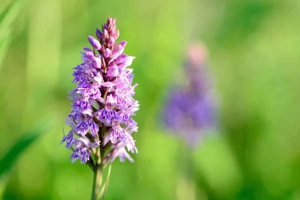 Closeup Common Spotted Orchid Dactylorhiza Bloom — Stock Photo, Image
