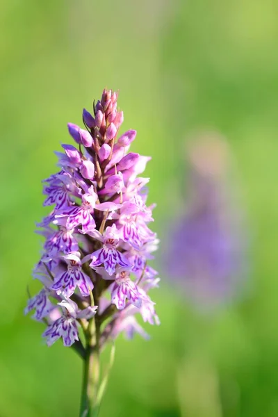 Gros Plan Une Fleur Commune Orchidée Tachetée Dans Prairie Dactylorhiza — Photo