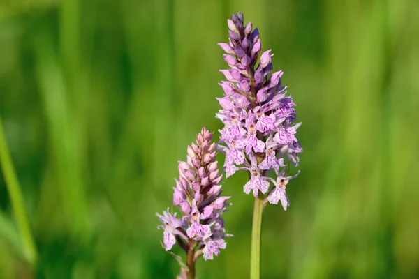 Two Common Spotted Orchid Flowers Bloom Dactylorhiza — Stock Photo, Image