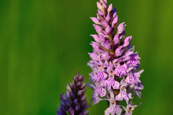 Two Common Spotted Orchids Bloom Dactylorhiza — Stock Photo, Image