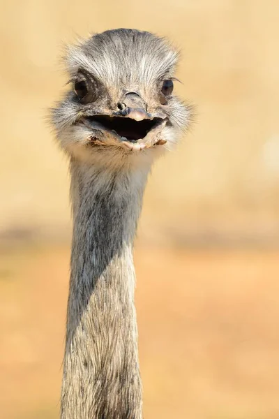Close Head Shot Ostrich — Stock Photo, Image