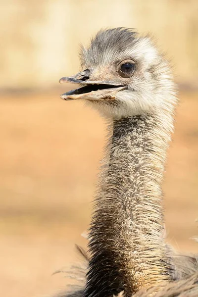 Close Head Shot Ostrich — Stock Photo, Image