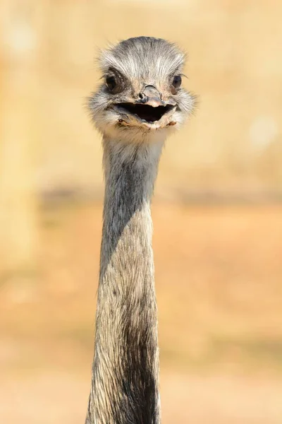 Head Shot Ostrich Looking Camera — Stock Photo, Image