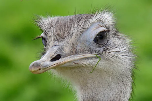 Close Headshot Ostrich — Stock Photo, Image