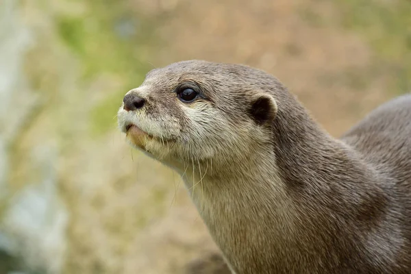 Head Shot Asian Small Clawed Otter — Stock Photo, Image