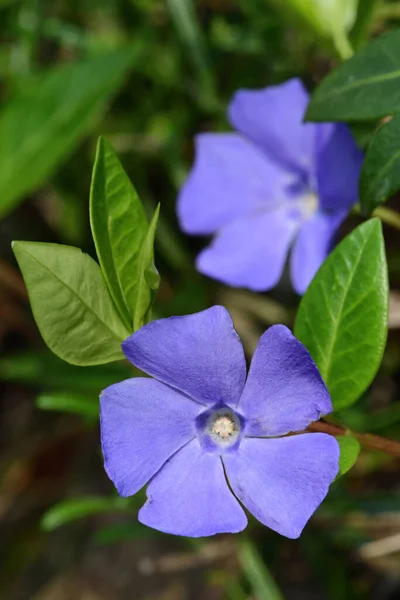 Närbild Mindre Periwinkle Blommor Vinca Mindre Blom — Stockfoto