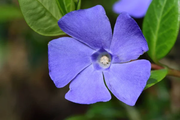 Close Flores Periwinkle Menores Vinca Menor Flor — Fotografia de Stock