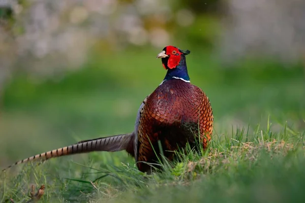 Portrait Ring Necked Pheasant Meadow — Stock Photo, Image