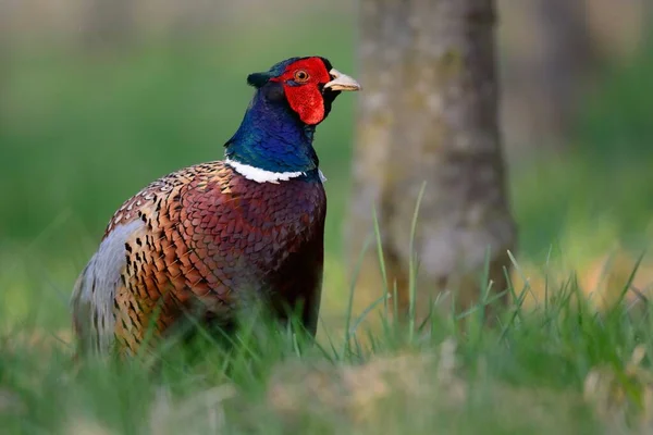 Porträtt Kukfasan Äng — Stockfoto