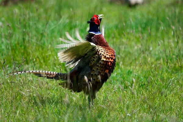 Portrait Common Pheasant Flapping Wings — Stock Photo, Image