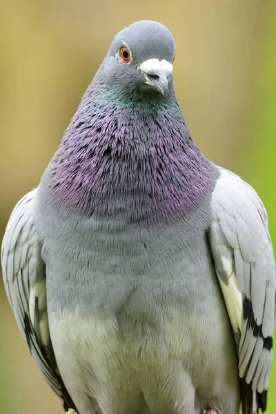 Close Portrait Pigeon — Stock Photo, Image