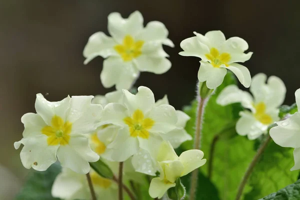 Zbliżenie Typowych Pierwiosnek Primula Vulgaris Rozkwicie — Zdjęcie stockowe