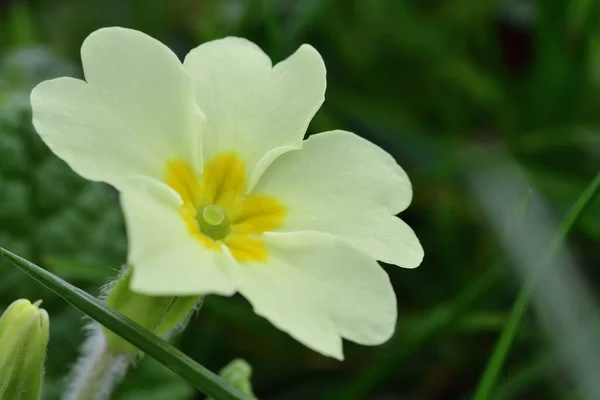 Macro Disparo Una Onagra Común Primula Vulgaris Flor —  Fotos de Stock