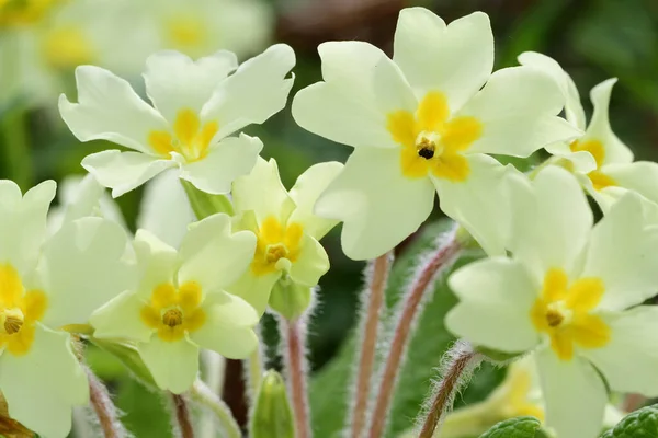 Közeli Kép Közönséges Primrózsák Primula Vulgaris Virágzik — Stock Fotó