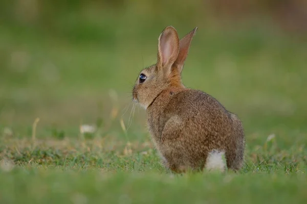 Portrait Lapin Assis Dans Une Prairie — Photo