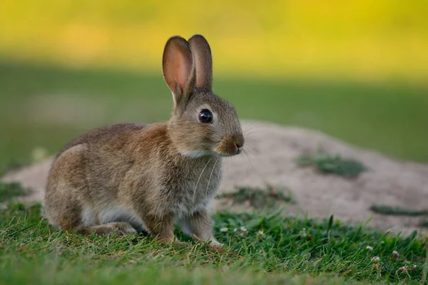牧草地に座っているウサギの肖像画 — ストック写真