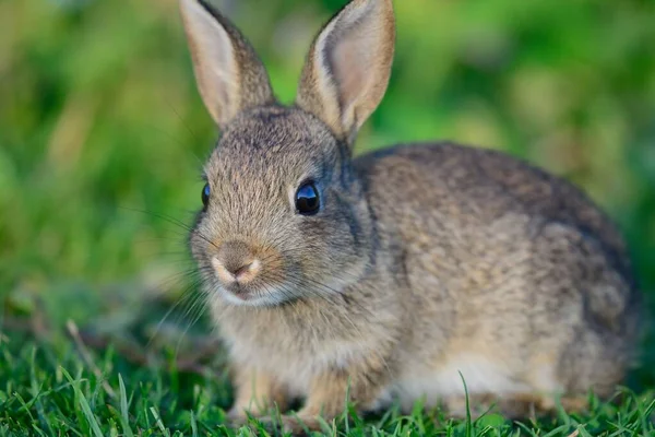 牧草地に座っている赤ん坊のウサギのクローズアップ — ストック写真